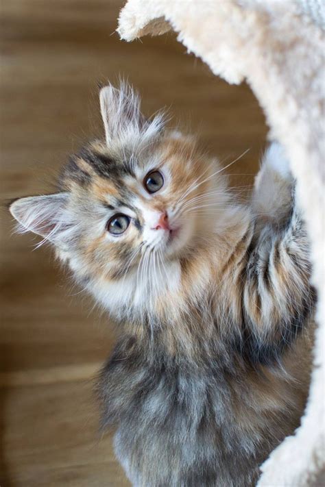 Cute Little Kitten - Kittens Photo (41421067) - Fanpop