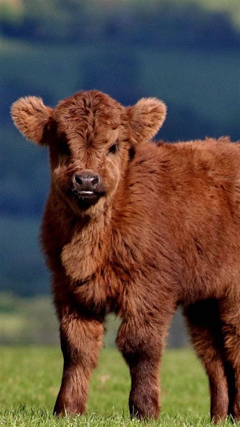 Beautiful Animals, Brown Calf, baby cow, calf, animal, HD phone ...