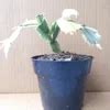 Jual Schlumbergera Variegata Di Lapak MAHAMERU FLORA Bukalapak