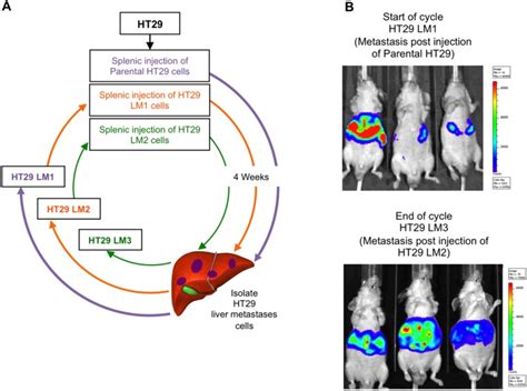 A Illustration Of Metastatic Crc In Vivo Selection Process