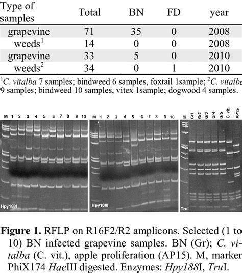 Phytoplasma detection 2008/2010 samples. | Download Table