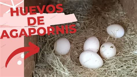 Tiempo de incubación de los huevos de inseparables todo lo que