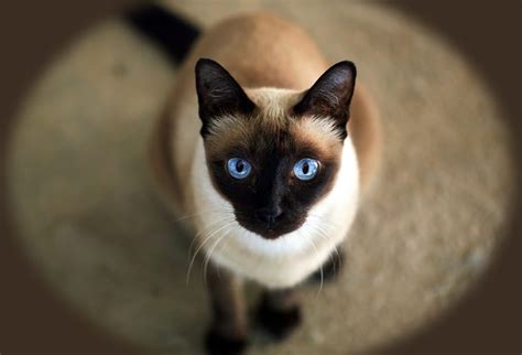 Where Do Siamese Cats Come From?