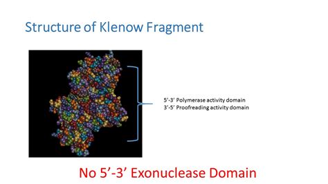 Bio-Resource: Klenow Fragment - Sturctural Analysis, Comaprison and ...