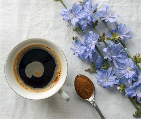 Is Chicory Coffee Good For You Health Benefits And Side Effects Coffee