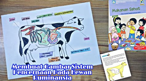 Membuat Gambar Sistem Pencernaan Pada Hewan Ruminansia Tugas Kelas 5 Sd