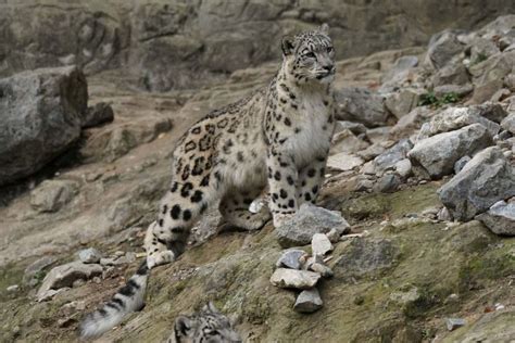 incredible wild animals  bhutan