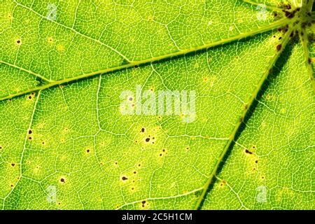 Close Up Detailed View Of A Sycamore Tree Acer Pseudoplatanus Leaf