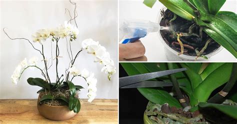 6 Trucchi Per Avere Orchidee Sempre Fiorite E Farle Durare Per Anni