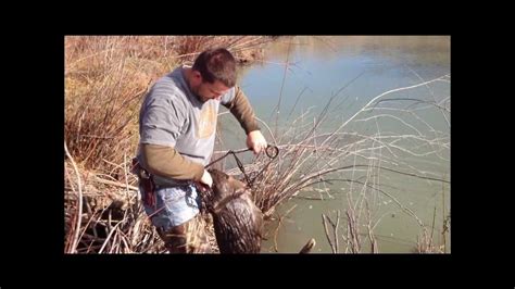 330 Conibear Beaver Trapping Youtube