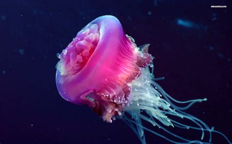 These Are The 6 Most Gorgeous Jellyfish You'll Ever See