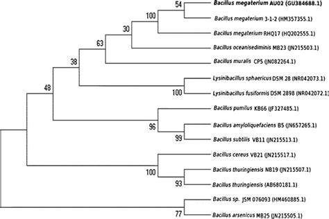 Rooted Phylogenetic Tree The Accession Numbers Are Shown In