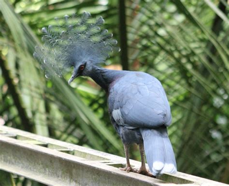 Victoria crowned pigeon - ZooChat