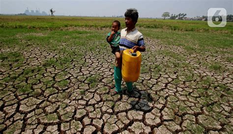 Fenomena El Nino 201 Hektar Sawah Di Tangerang Banten Gagal Panen Dan