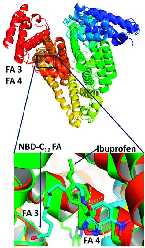 Superposition Of Nbd C Fa And Ibuprofen In Fa Fa Binding Sites