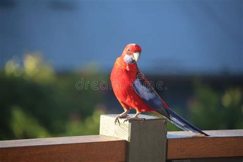 Posing Parrot 2 stock photo. Image of king, parrots - 105054724