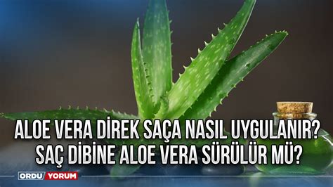 Aloe Vera Direk Sa A Nas L Uygulan R Sa Dibine Aloe Vera S R L R M