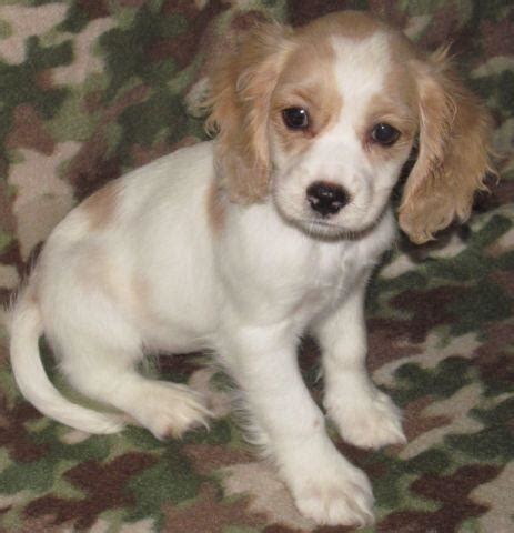 Cockalier Puppies for Sale in Ellendale, Minnesota Classified ...