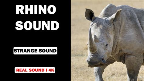 Real Rhino Sounds High Quality Interesting Rhino Sound Experience