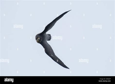 flying Peregrine Falcon Stock Photo - Alamy