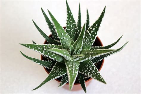 Haworthiopsis Fasciata Care Guide Gfl Outdoors