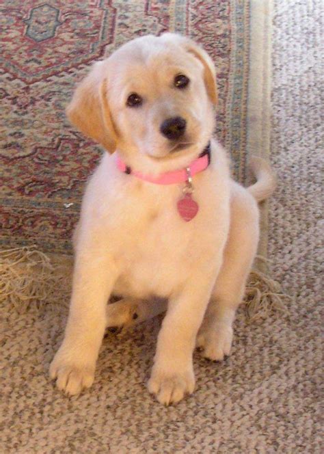 Yellow Lab Golden Retriever Mix Lab Mix Puppies Golden Retriever Mix