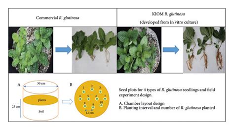 Cultivation Process Of Commercial R Glutinosa And In Vitro Regenerated