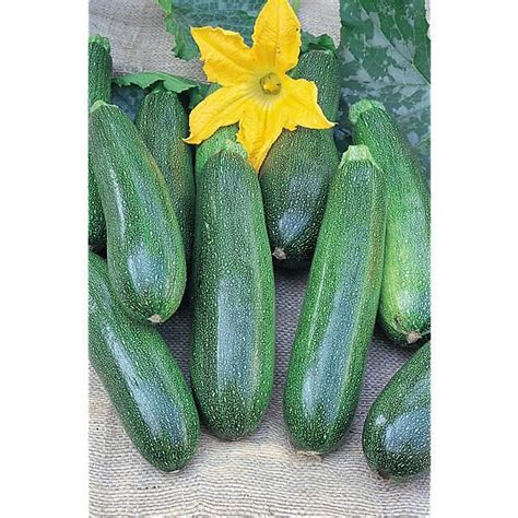 Courgette F1 Ambassador Graines Baumaux