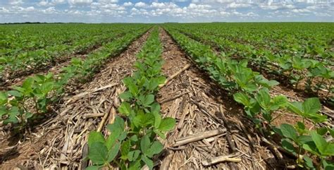 Plantio De Soja No Brasil Vai A Em Linha A M Dia Diz Agrural