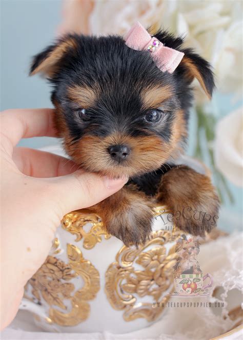 Teacup And Toy Yorkies Teacups Puppies And Boutique