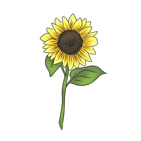 Sunflower Drawing Hd Transparent Sunflower Hand Drawing Sunflower