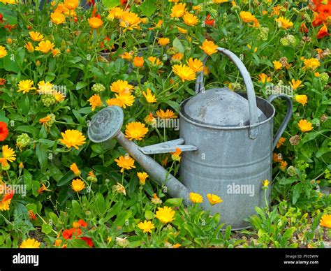 Watering Can Fotos Und Bildmaterial In Hoher Aufl Sung Alamy