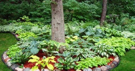 Опрыскивание и побелка плодовых деревьев ранней весной | Plants, Garden ...
