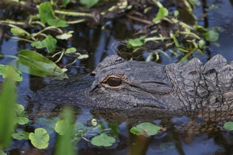 Florida Man Attacked By Alligator On His Front Porch