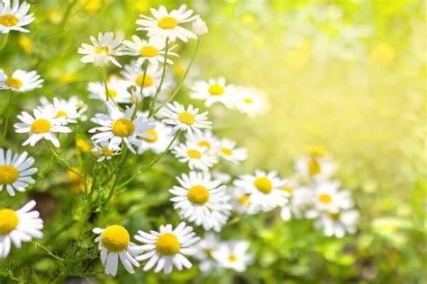 Nome De Plantas Terrestres Medicinais Aqu Ticas