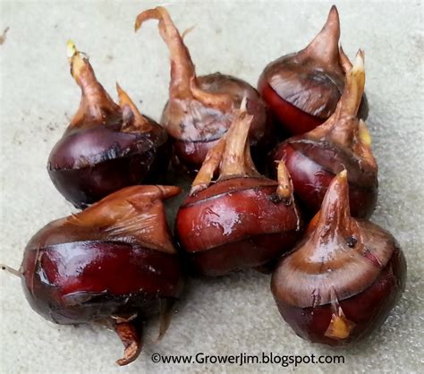 Chinese Water Chestnuts