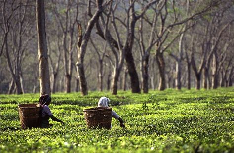 Top 5 Huge Tea Plantation Vacations In India