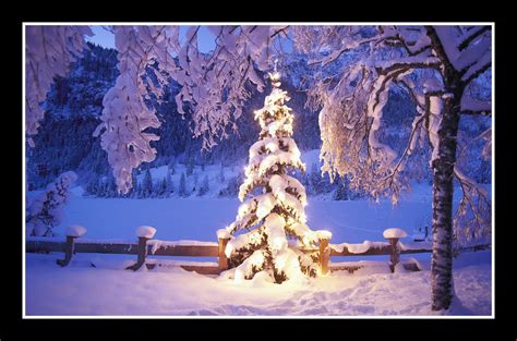 Snowy-Christmas tree - Welcome to Sunny's Blog