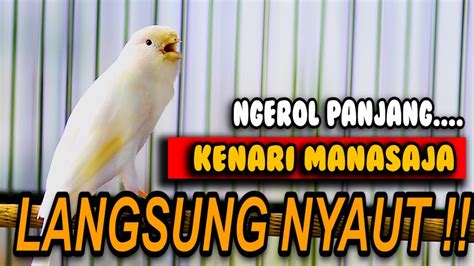 KENARI GACOR NGEROLL PANJANG AMPUH PANCING EMOSI KENARI MANASAJA