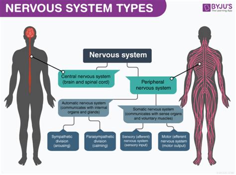 The Somatic Nervous System Regulates The Activity Of Eqtyred