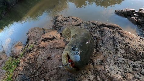 🔥sequia Y Extincion🔥 De Peces 🔥🎣pesca De Tarariras🎣🎣 Parte 2 Youtube