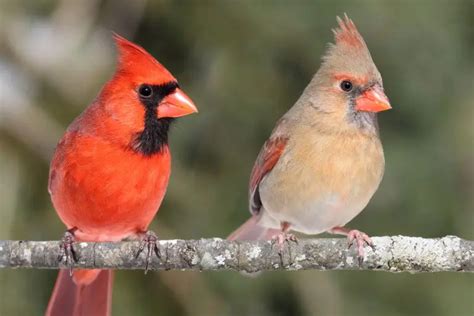 Birds With Red Heads North America Id And Photo Guide Bird Advisors