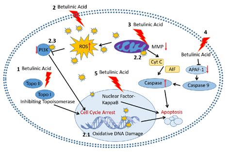 Schematic Representation Of The Mechanisms Of Betulinic Acid And