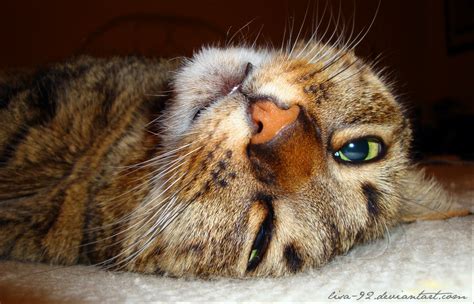 Sleepy cat by lisa-92 on DeviantArt