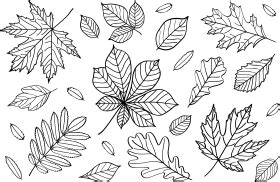 Fall Leaves Clipart Outline / Leaf Outline Clipart Royalty Free ...