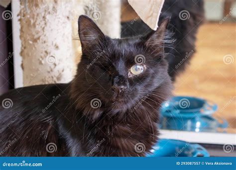 A Black Cat with One Eye Closeup Stock Image - Image of domestic, little: 293087557