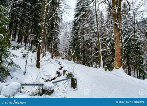 Spruce Tree Forest Covered By Snow In Winter Picturesque View Of Snow