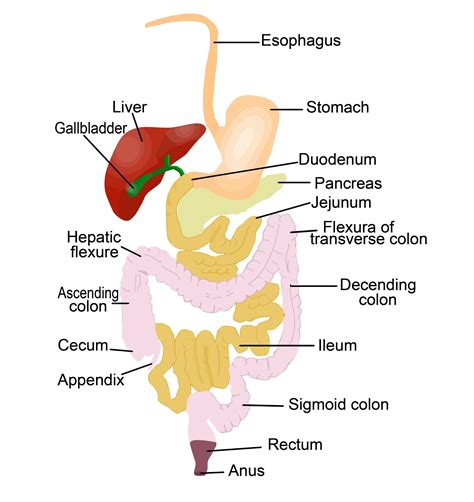 Digestive System Overview