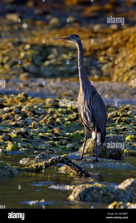 A Great Blue Heron Ardea Herodias Standing In The Shallow Water On