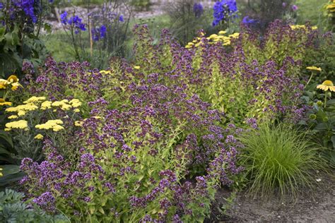 Origanum - 'Drops of Jupiter' - Pleasant View Gardens